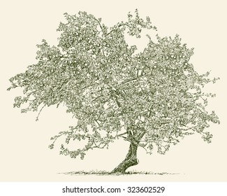 Sketch of single old apple tree, realistic hand drawn vector illustration isolated