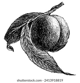 Sketch of single ripe pleach fruit on branch with leaves, vector hand drawing isolated on white