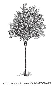 Esbozo de la silueta de un solo árbol divino