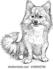 Sketch of sitting cute spitz dog