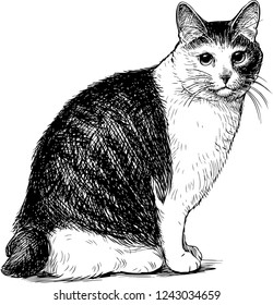 Sketch of a sitting domestic cat