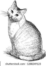 A sketch of a sitting domestic cat