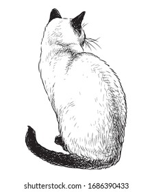 Sketch of sitting domestic siamese cat