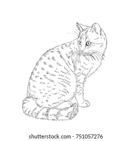 Sketch of sitting pock-marked cat, Hand drawn vector illustration
