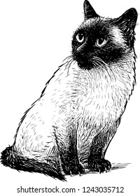 Sketch of a sitting siamese cat