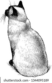 Sketch of a sitting thai cat