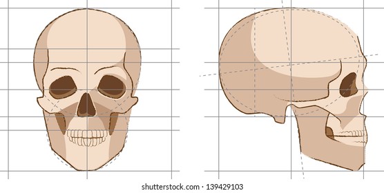 Sketch of skull