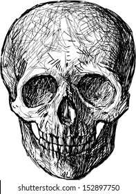 sketch of skull