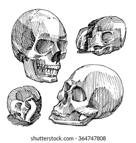 Sketch of skull. Sketch of anatomical skull.  Academic drawing of skull