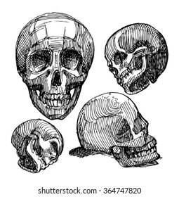 Sketch of skull. Sketch of anatomical skull.  Academic drawing of skull