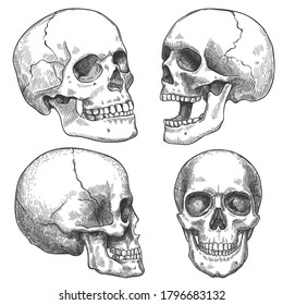 Sketch skull. Calaveras anatómicas dibujadas a mano en diferentes proyecciones, dibujos de tatuajes monocromos, elementos de vector de horror de cara anatómica de halloween. Calavera humana grabada con mandíbula cerrada y abierta