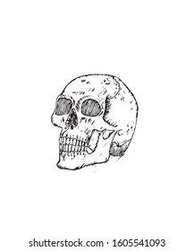 Sketch of skull. Hand drawn design vector illustration.