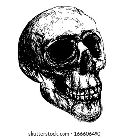 Sketch skull illustration - isolated hand-drawn vector head on white background