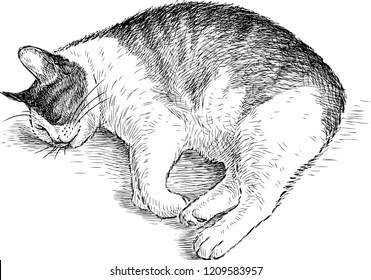 Sketch of a sleeping cat