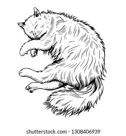 Sketch of a sleeping cat