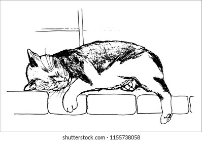 Sketch of sleeping cat. Black line. Hand drawn illustration. Objects isolated on white, vector.