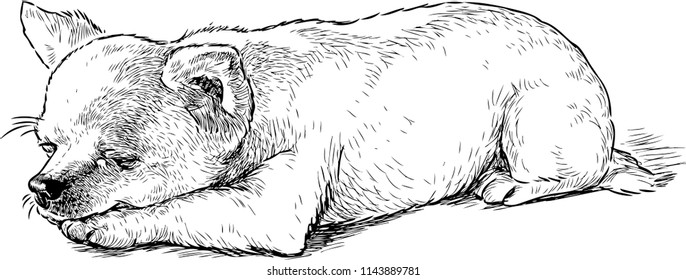 Sketch Of A Sleeping Funny Lap Dog