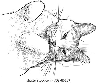 sketch of a sleepy lazy cat