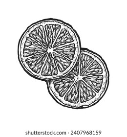 Sketch of sliced lemon pieces for fruit salad. Vector illustration of healthy and vitamin food or meal. Organic and natural nutrition ingredient. Ben Yen or Eureka plant. Agriculture and biology theme