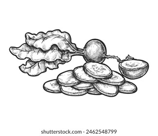 Sketch of sliced radish root. Vector farm vegetable harvest for natural or organic food market. Salad ingredient for vegetarian and vegan, veggie cuisine. Biology and botany sign. Cooking card