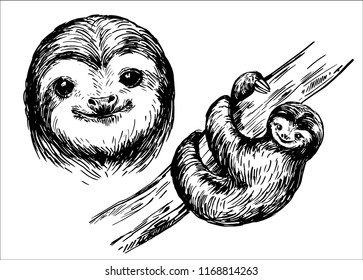 Sketch of sloth. Hand drawn vector illustration