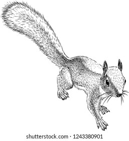 Sketch of a small forest squirrel