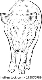 Sketch. Small pig.  Minimalistic style.