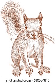 Sketch Of A Small Red Squirrel