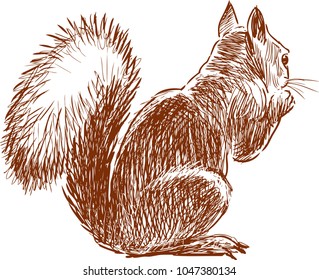 Sketch Of A Small Squirrel