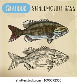 Sketch of smallmouth or brown, bronze bass, smallie or bareback, bronzeback. Hand drawn fish of freshwater species for restaurant menu. Catch and fishing, sea and ocean, river and nautical, food theme