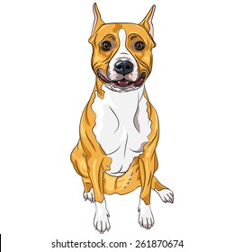 sketch of the smiling dog American Staffordshire Terrier breed sitting