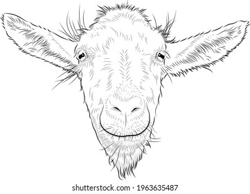 Sketch. Smiling goat close up.