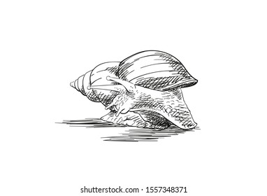 Sketch of snail turned to look back, isolated on white, Hand drawn illustration