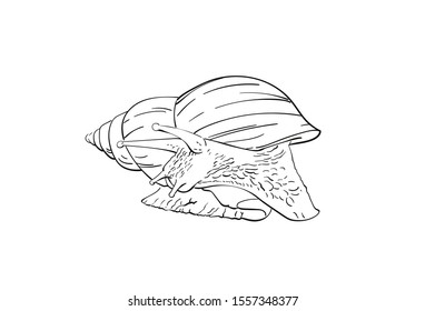 Sketch of snail turned to look back, isolated on white, Hand drawn linear illustration