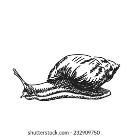 Sketch Of Snail Vector Illustration Hand Drawn