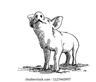 Sketch of sniffing pig, Hand drawn vector illustration with hatched shades