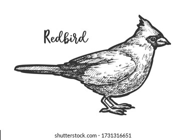 Cardinal Drawing Hd Stock Images Shutterstock