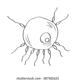 sketch of the sperm and egg, isolated vector