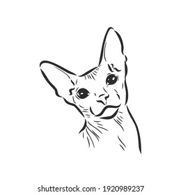 sketch of a sphinx cat, isolated, on a white background. sphinx cat, vector sketch on a white background