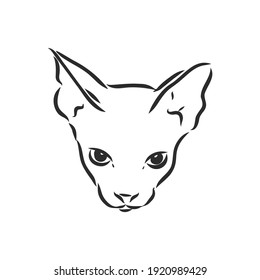 sketch of a sphinx cat, isolated, on a white background. sphinx cat, vector sketch on a white background