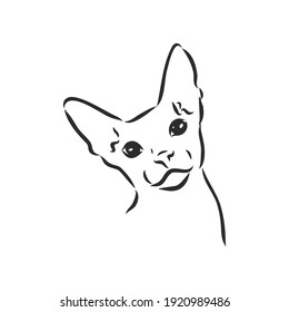 sketch of a sphinx cat, isolated, on a white background. sphinx cat, vector sketch on a white background