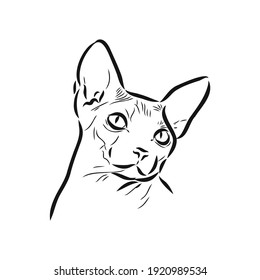 sketch of a sphinx cat, isolated, on a white background. sphinx cat, vector sketch on a white background
