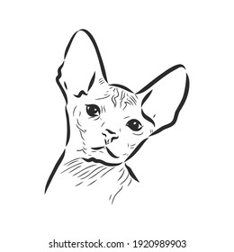 boceto de un gato esfínico, aislado, sobre un fondo blanco. gato esfinge, esbozo vectorial en fondo blanco
