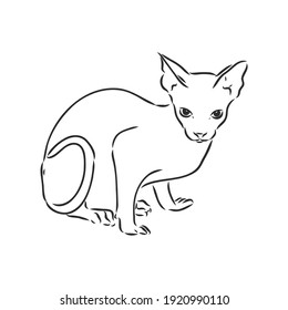 boceto de un gato esfínico, aislado, sobre un fondo blanco. gato esfinge, esbozo vectorial en fondo blanco
