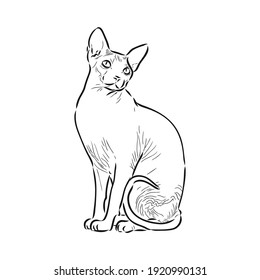 sketch of a sphinx cat, isolated, on a white background. sphinx cat, vector sketch on a white background
