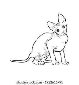 boceto de un gato esfínico, aislado, sobre un fondo blanco. gato esfinge, esbozo vectorial en fondo blanco