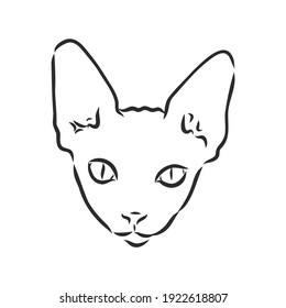 sketch of a sphinx cat, isolated, on a white background. sphinx cat, vector sketch on a white background