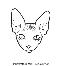 sketch of a sphinx cat, isolated, on a white background. sphinx cat, vector sketch on a white background