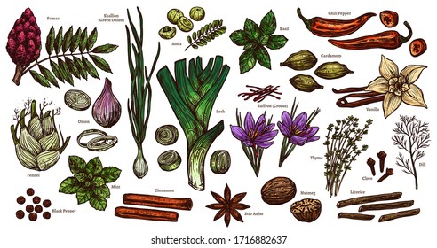 Sketch spices and herbs. Isolated color set of onion, leek, vanilla, cinnamon, saffron. Hand drawn branches and leaves of mint and basil. Vector food and ingredient illustration