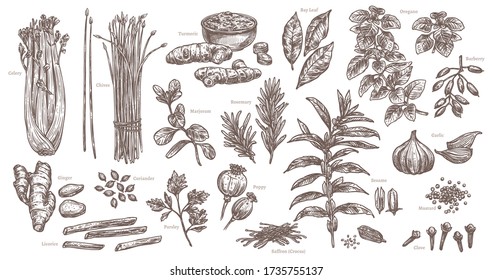 Sketch spices and herbs. Isolated set of celery, chives, garlic, ginger, sesame. Hand drawn branches and leaves of oregano and rosemary. Vector food and ingredient illustration